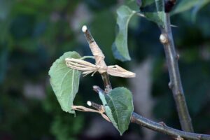 Stage « Greffage d&rsquo;été des arbres fruitiers »