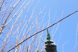 Stage « Taille douce des arbres fruitiers à pépins »