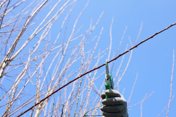 Stage « Taille douce des arbres fruitiers à pépins »